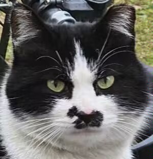 猫咪1