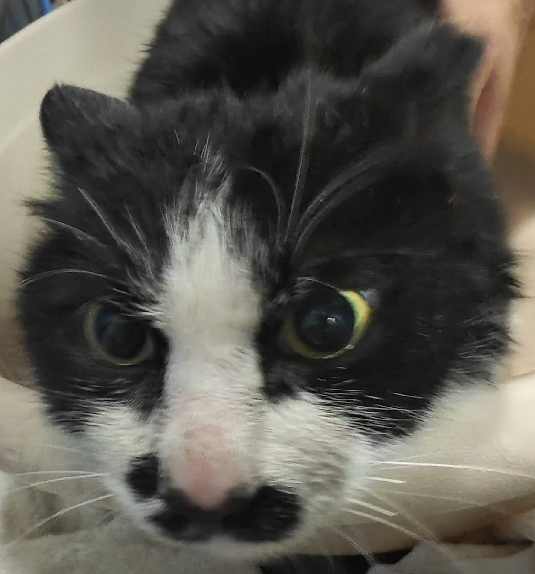 猫咪2