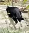 猫咪4