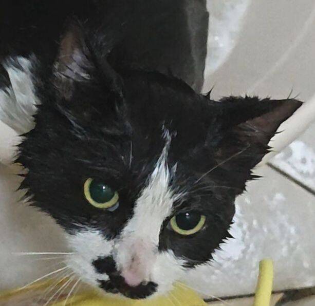 猫咪10
