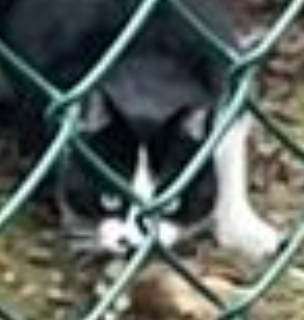 猫咪3