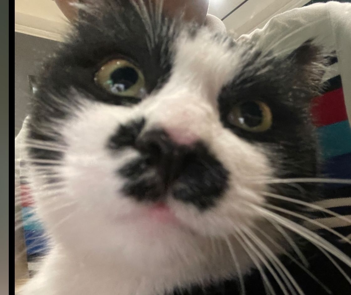 猫咪5