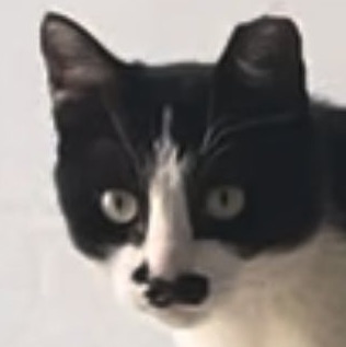 猫咪6