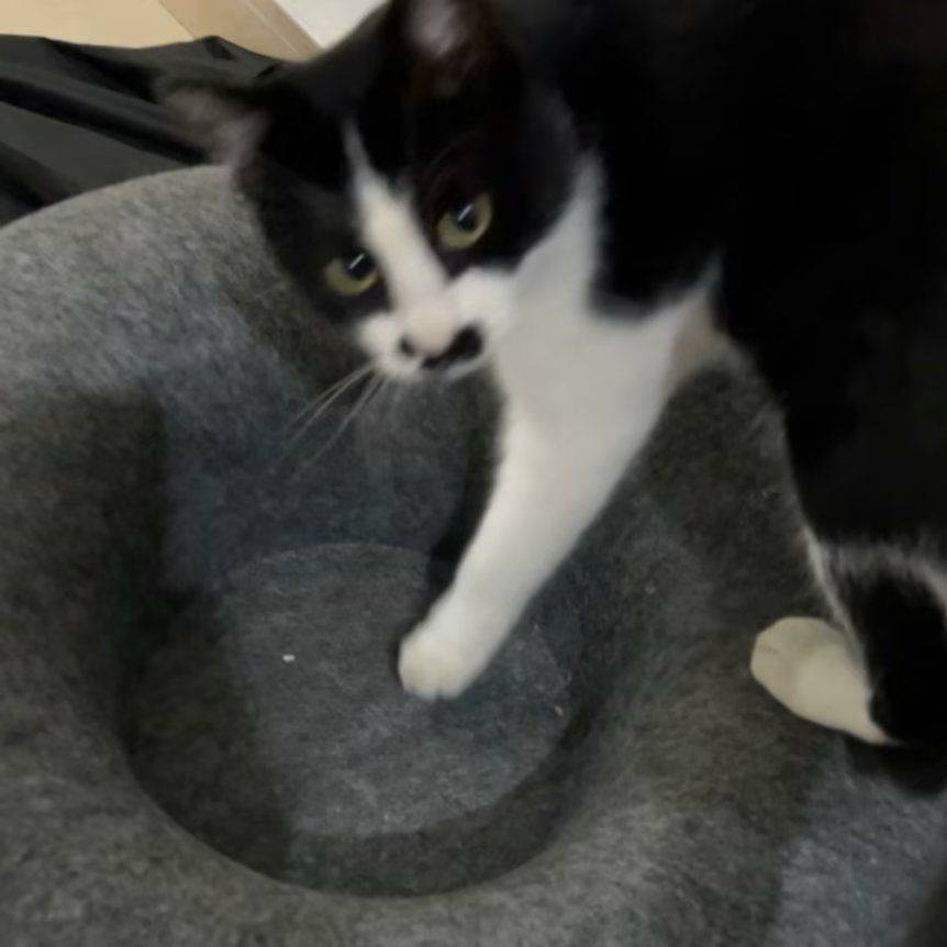 猫咪7
