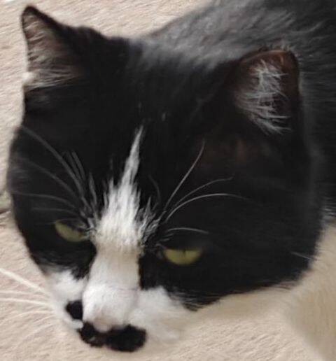 猫咪8