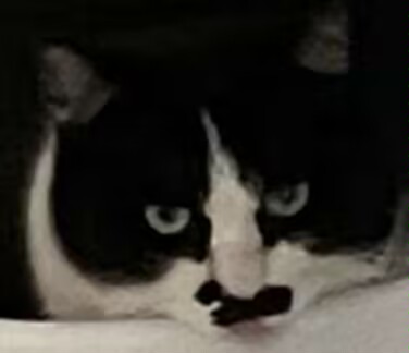 猫咪9